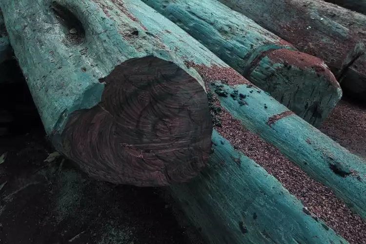 bois-de-rose-Madagascar