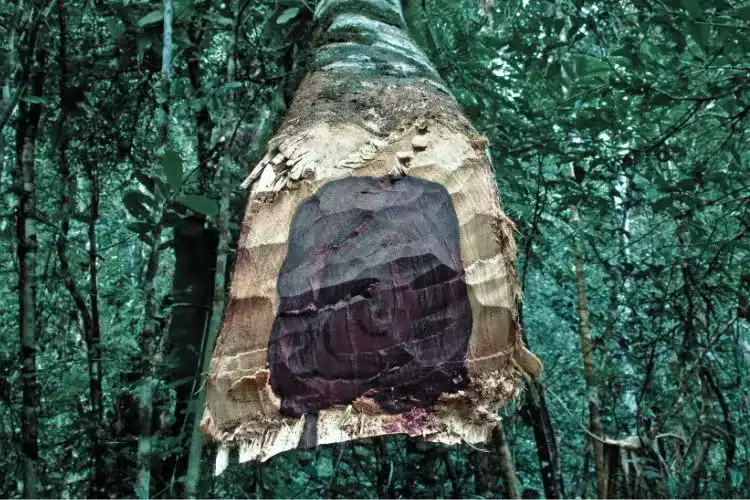 bois-de-rose