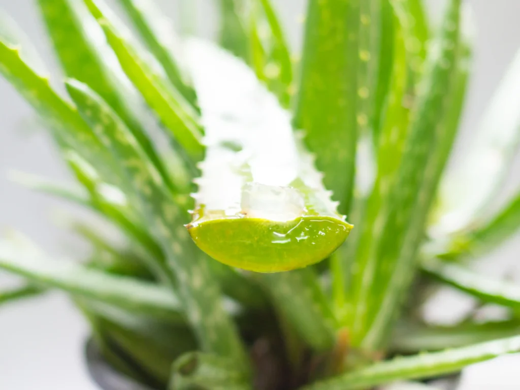 Prévenir les vergetures de grossesse avec l'aloe vera dès les premiers signes